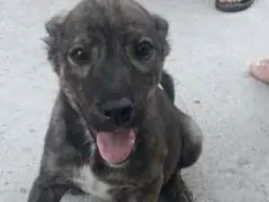 Cachorro raça  idade 2 a 6 meses nome Não tem 