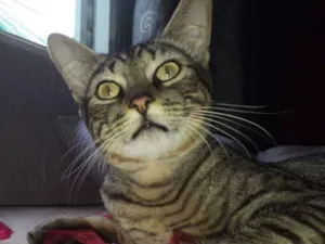 Gato raça Vira lata  idade 1 ano nome Kiddush