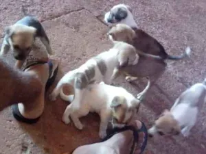 Cachorro raça Indefinida idade Abaixo de 2 meses nome São filhotes