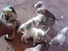 Cachorro raça Indefinida idade Abaixo de 2 meses nome São filhotes