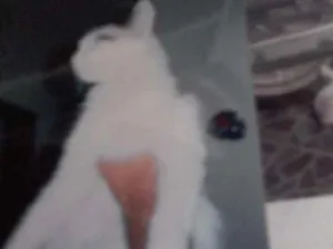 Gato raça Sem raca idade 3 anos nome Poli