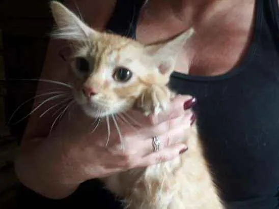 Gato ra a  idade 2 a 6 meses nome CEBOLINHA LEON LOIRO