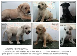 Cachorro raça  idade 2 a 6 meses nome Lindos Cachorrinhos