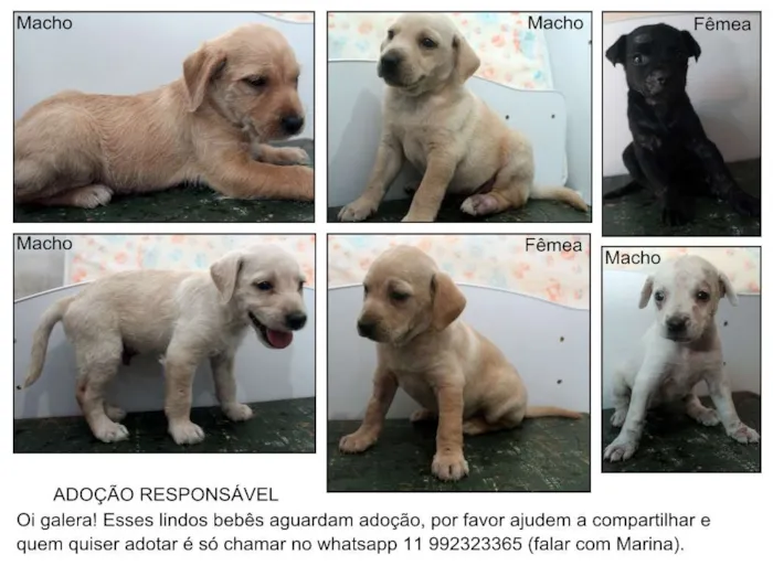 Cachorro ra a  idade 2 a 6 meses nome Lindos Cachorrinhos