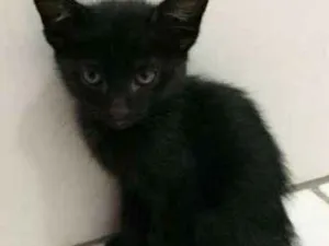 Gato raça Gata idade 2 a 6 meses nome Meg