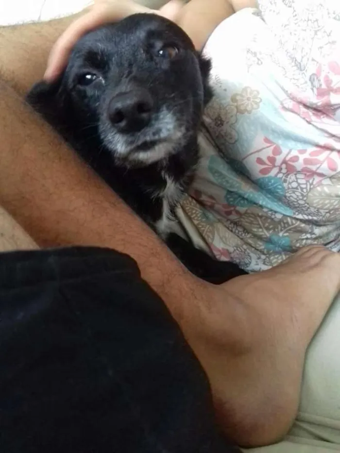 Cachorro ra a Sem Raça Definida (Vira-Lata) idade 6 ou mais anos nome Dorinha/Dora