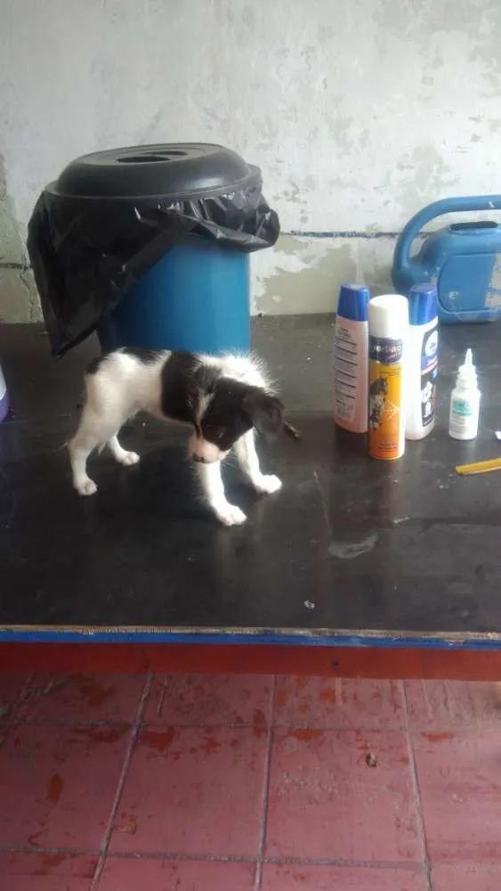 Cachorro ra a Sem raça  definida idade 2 a 6 meses nome Não  tem