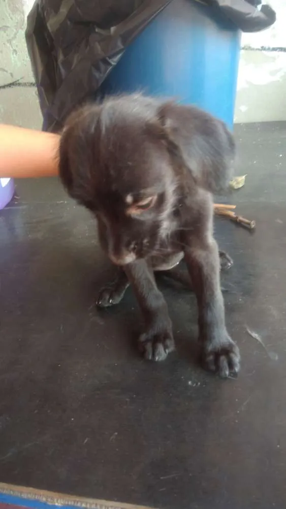 Cachorro ra a Sem raça  definida idade 2 a 6 meses nome Não  tem