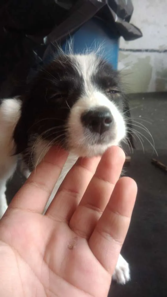 Cachorro ra a Sem raça  definida idade 2 a 6 meses nome Não  tem