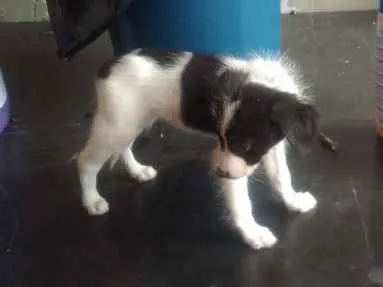 Cachorro ra a Sem raça  definida idade 2 a 6 meses nome Não  tem