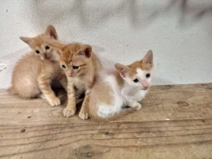 Gato ra a Indefinida idade 2 a 6 meses nome Sem nome