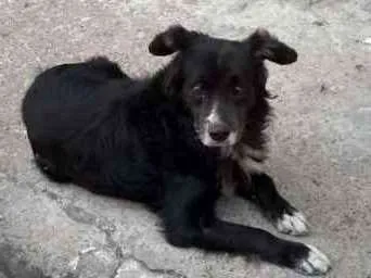 Cachorro ra a Indefinido idade 2 anos nome Tobias