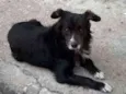 Tobias