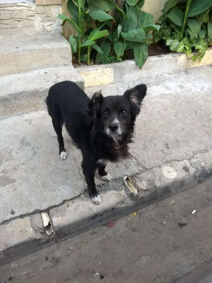 Cachorro ra a Indefinido idade 2 anos nome Tobias