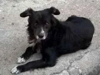 Cachorro ra a Indefinido idade 2 anos nome Tobias