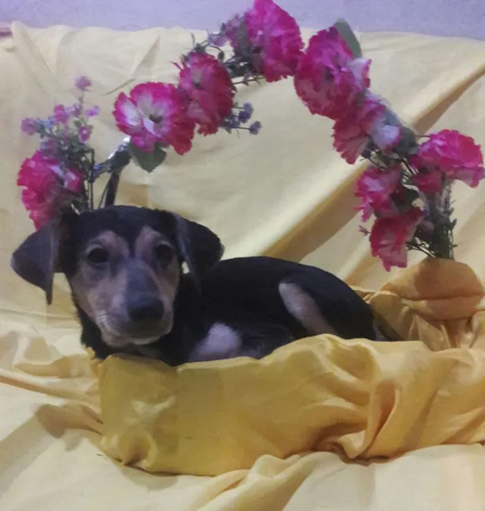 Cachorro ra a Sem Raça Definida.  idade 2 a 6 meses nome Sem nome.