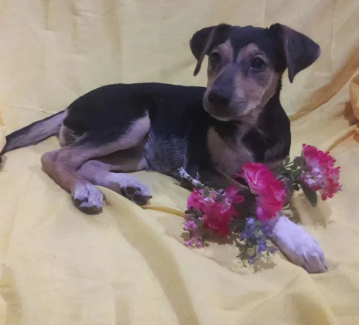 Cachorro ra a Sem Raça Definida.  idade 2 a 6 meses nome Sem nome.
