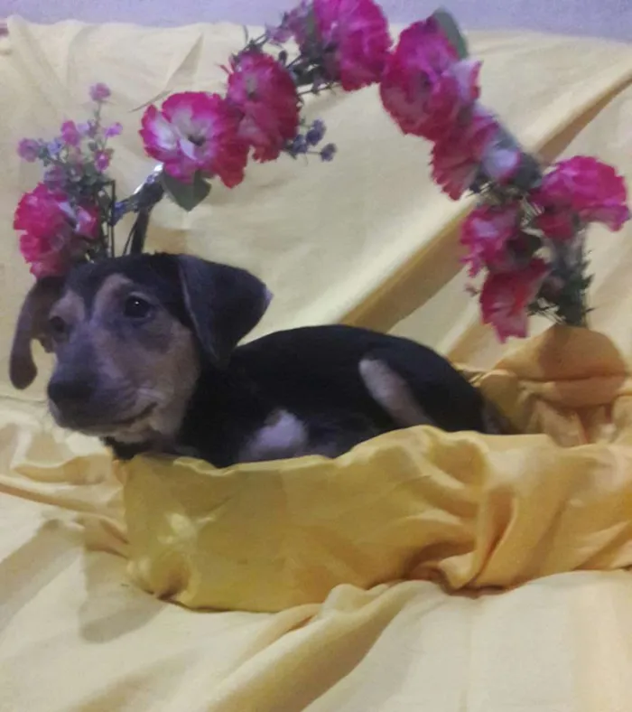 Cachorro ra a Sem Raça Definida.  idade 2 a 6 meses nome Sem nome.