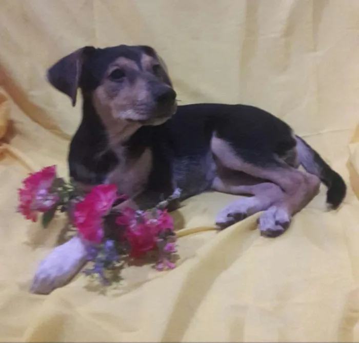 Cachorro ra a Sem Raça Definida.  idade 2 a 6 meses nome Sem nome.