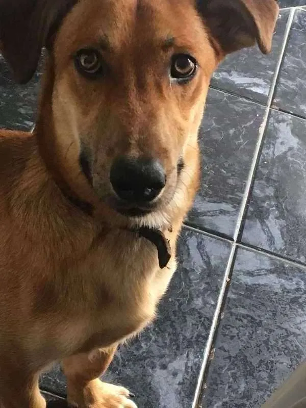 Cachorro ra a mestiço idade 2 a 6 meses nome Bruce