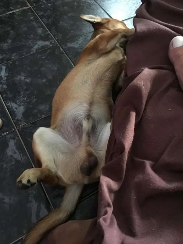 Cachorro ra a mestiço idade 2 a 6 meses nome Bruce