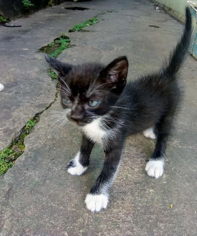 Gato ra a SRD idade Abaixo de 2 meses nome Sem nome