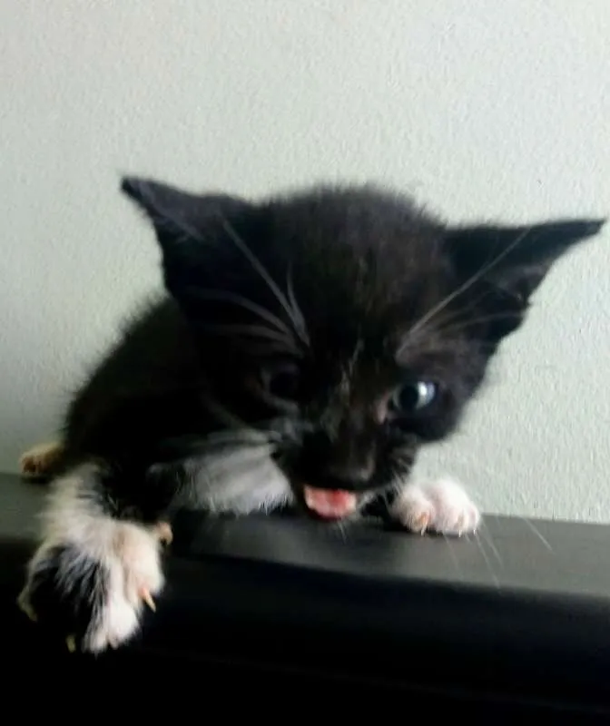 Gato ra a SRD idade Abaixo de 2 meses nome Sem nome