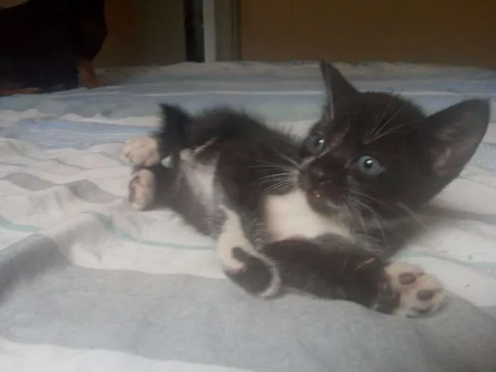 Gato ra a SRD idade Abaixo de 2 meses nome Sem nome