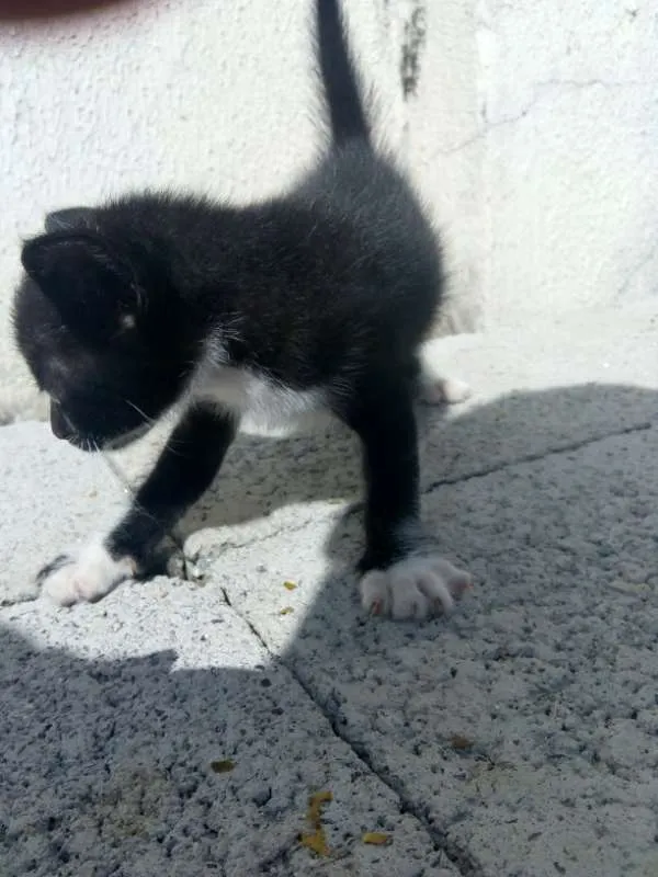 Gato ra a SRD idade Abaixo de 2 meses nome Sem nome