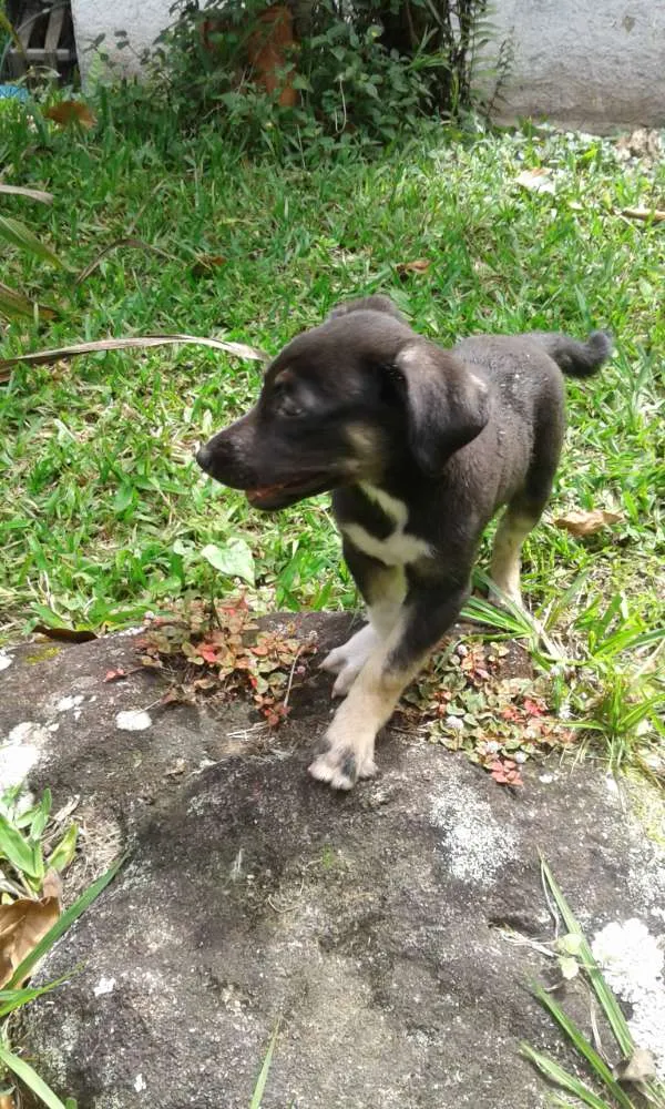 Cachorro ra a Vira latas idade 2 a 6 meses nome Cristal