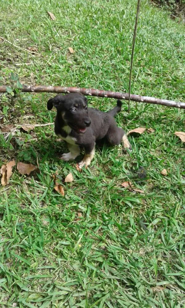 Cachorro ra a Vira latas idade 2 a 6 meses nome Cristal