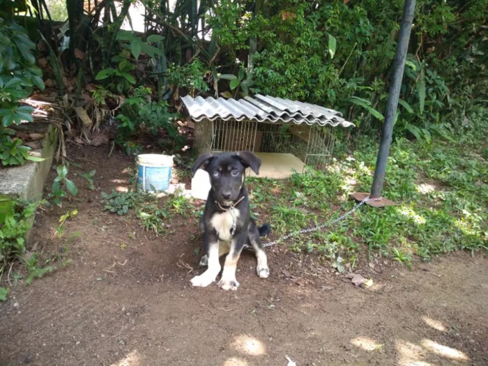 Cachorro ra a Vira latas idade 2 a 6 meses nome Cristal