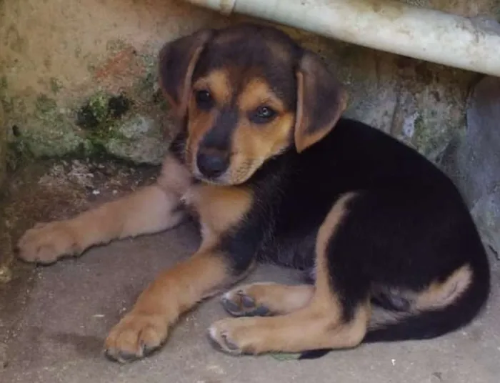 Cachorro ra a SRD idade Abaixo de 2 meses nome Ainda não tem nome