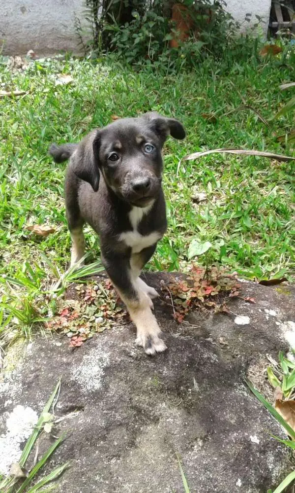 Cachorro ra a Vira latas idade 2 a 6 meses nome Cristal