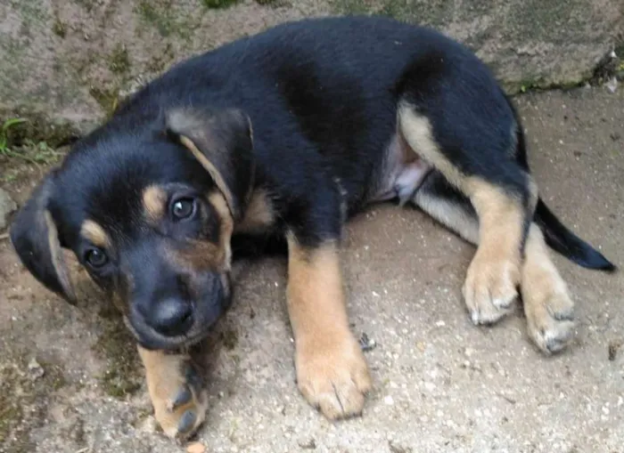 Cachorro ra a SRD idade Abaixo de 2 meses nome Ainda não tem nome