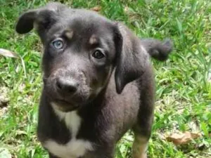 Cachorro raça Vira latas idade 2 a 6 meses nome Cristal