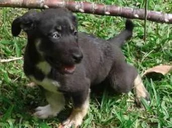 Cachorro ra a Vira latas idade 2 a 6 meses nome Cristal