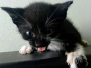 Gato raça SRD idade Abaixo de 2 meses nome Sem nome