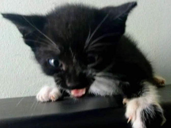 Gato ra a SRD idade Abaixo de 2 meses nome Sem nome