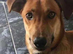 Cachorro raça mestiço idade 2 a 6 meses nome Bruce