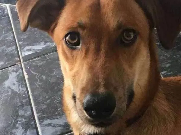 Cachorro ra a mestiço idade 2 a 6 meses nome Bruce