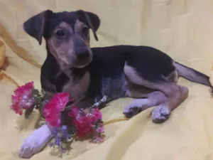 Cachorro raça Sem Raça Definida.  idade 2 a 6 meses nome Sem nome.