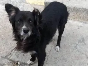 Cachorro raça Indefinido idade 3 anos nome Tobias