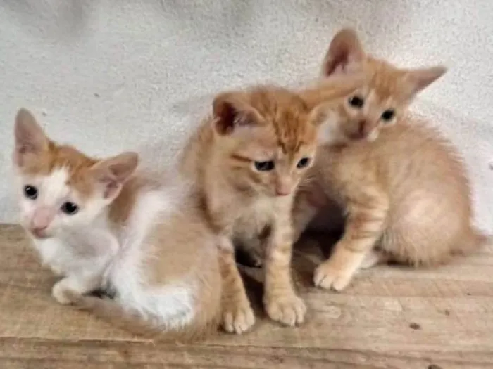 Gato ra a Indefinida idade 2 a 6 meses nome Sem nome