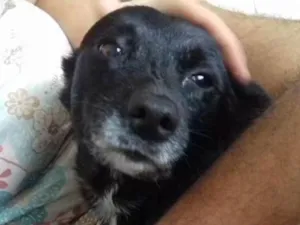 Cachorro raça Sem Raça Definida (Vira-Lata) idade 6 ou mais anos nome Dorinha/Dora