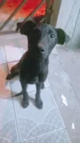 Snoopy