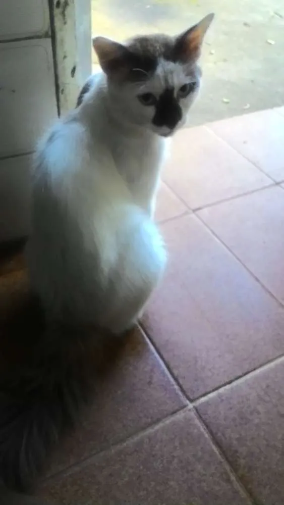Gato ra a Não definida  idade  nome Não definido