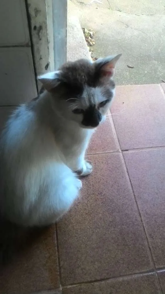 Gato ra a Não definida  idade  nome Não definido
