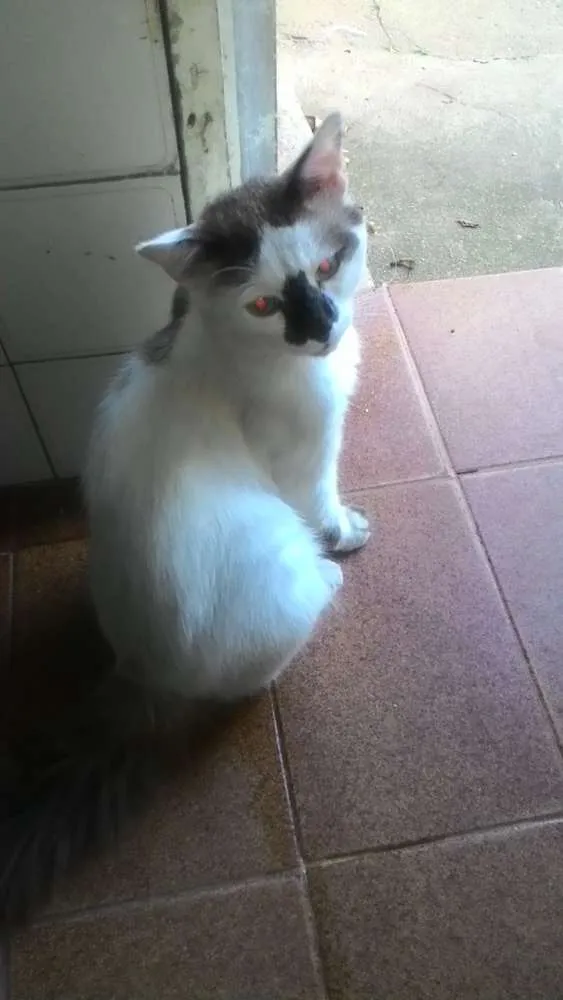 Gato ra a Não definida  idade  nome Não definido