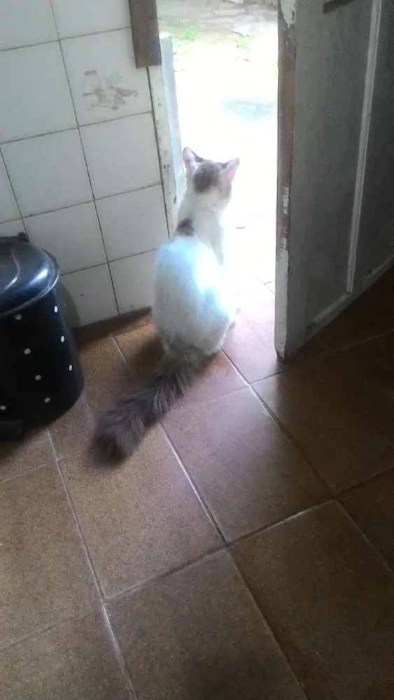 Gato ra a Não definida  idade  nome Não definido